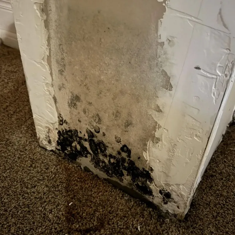 Professional Mold Removal in Spencerport, NY